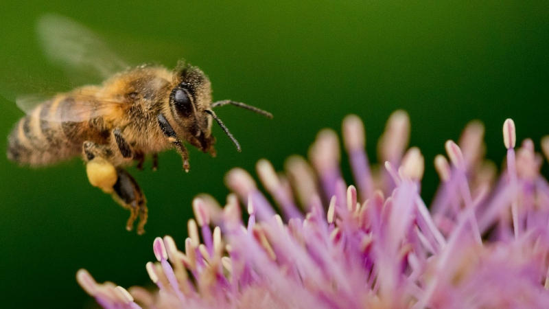 Un défi familial pour accueillir les pollinisateurs dans votre jardin