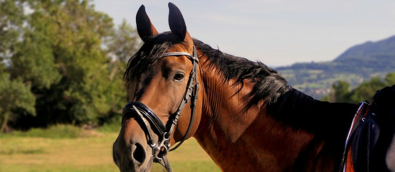 On parle de la foire aux chevaux sur DFM 930 mercredi !