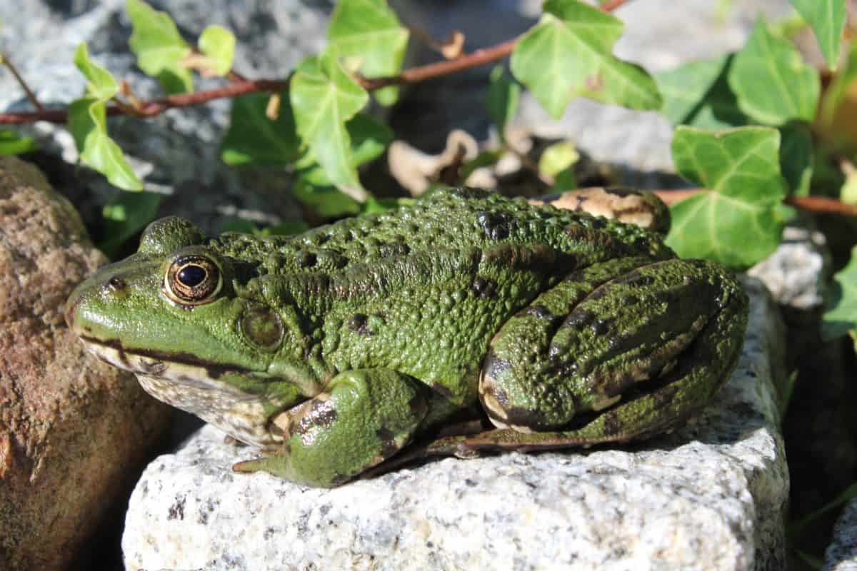 grenouille.jpg