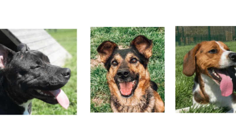 Trois jeunes chiens ce week-end !