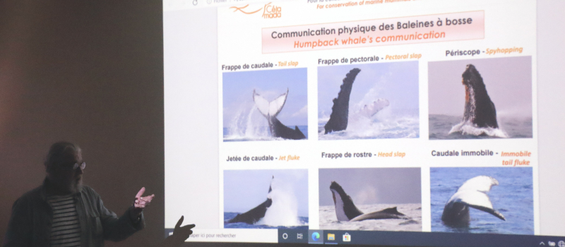 Sauvez Willy... et tous les autres aussi.