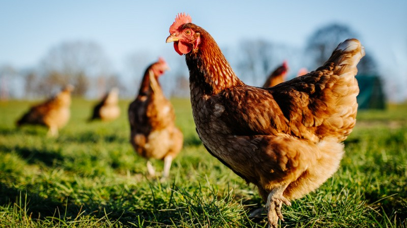 Influenza aviaire : les députés reconnaissent les atouts de l'élevage plein air et la désespérance des éleveuses et éleveurs