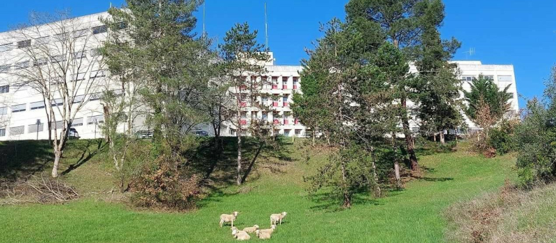 Centre hospitalier d'Auch : biodiversité et éco-pâturage