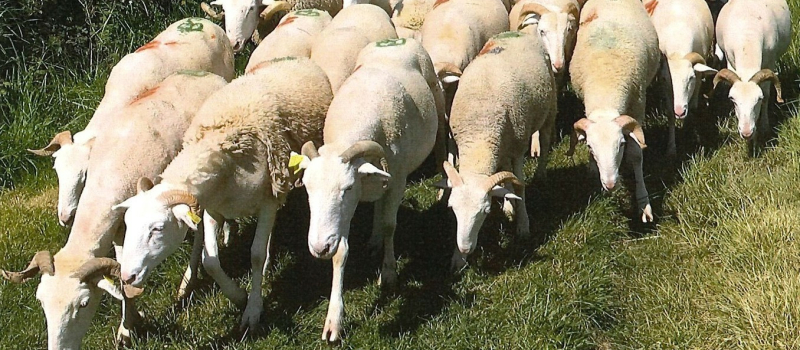Transhumance