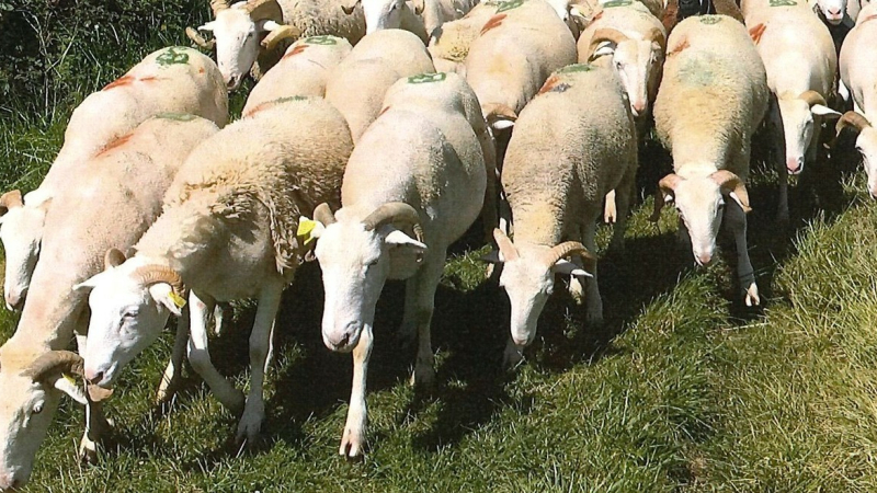 Transhumance
