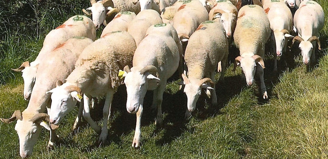 Transhumance 1er mai (2).jpg