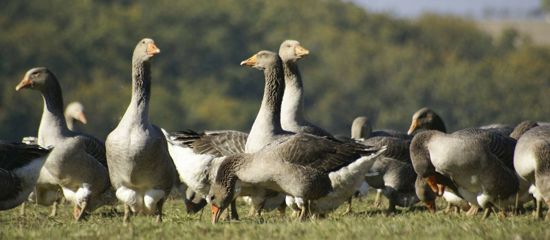 Influenza aviaire : allègement des conditions de mise à l'abri des palmipèdes  en cas d'élévation des températures