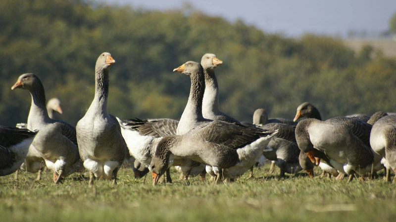 Influenza aviaire : allègement des conditions de mise à l'abri des palmipèdes  en cas d'élévation des températures