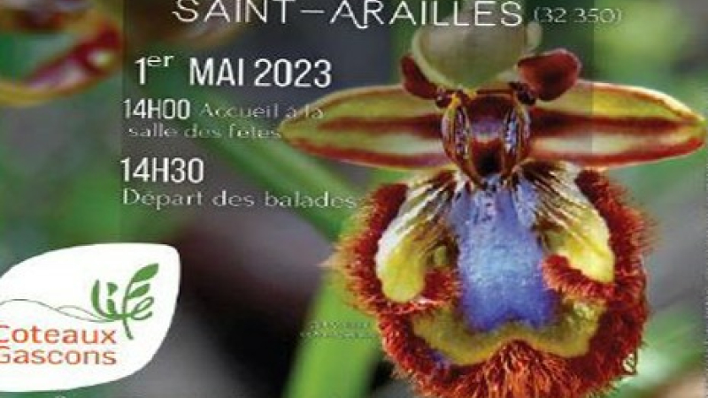 A la découverte des orchidées