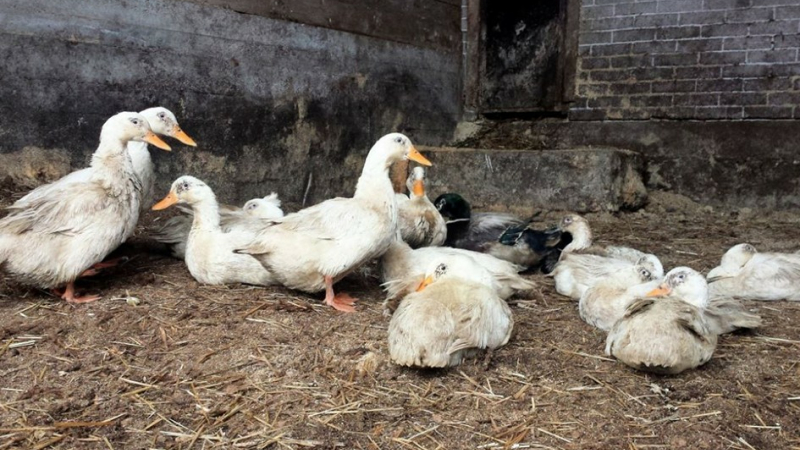 Grippe aviaire la vaccination en ordre de marche