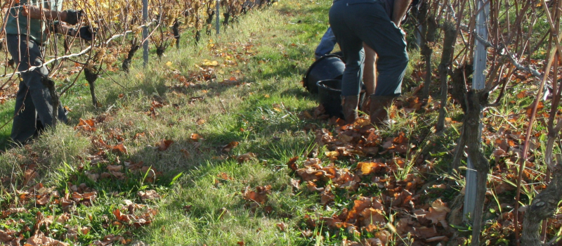 Château de Viella – Une étape mythe dans les treilles de la vigne