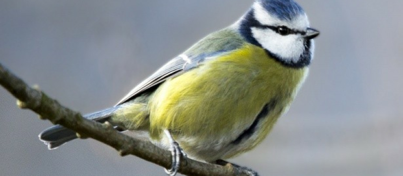 Un trimestre de conférences avec la Mesange Bleue