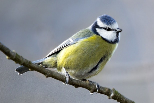 springtime-blue-tit-1519135829c1e.jpg