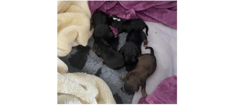La SPA du Gers récupère cinq chiots abandonnés à côté d'une poubelle !