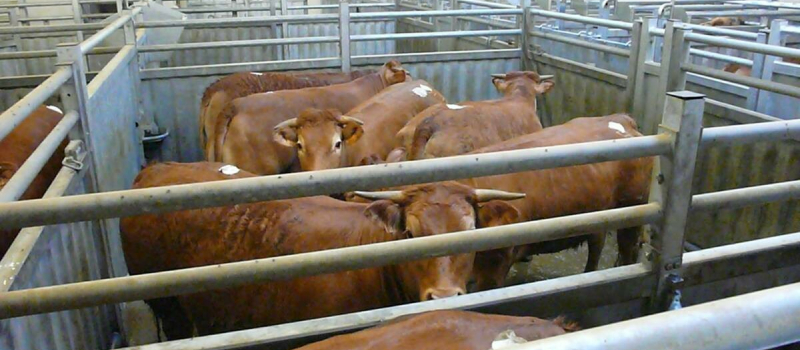 Abattoirs : fédérer et vite !