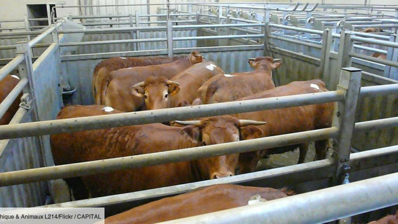 Abattoirs : fédérer et vite !