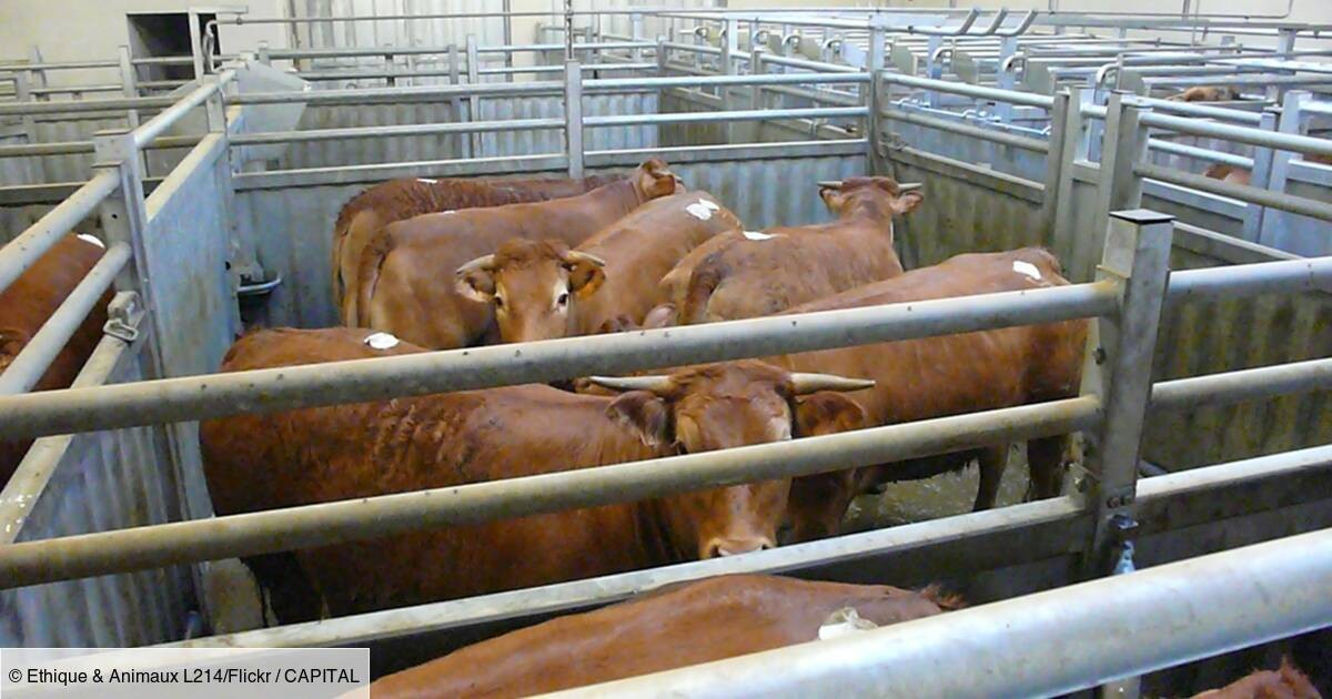 les-abattoirs-peuvent-ils-en-finir-avec-leurs-mauvaises-pratiques-1368766.jpg