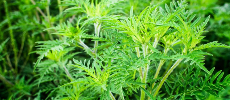 Ambroisie : tous acteurs de la lutte contre cette plante invasive et allergène