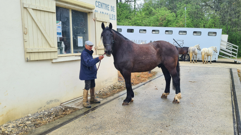 Pesée des chevaux de la cuadra Bonijol qui interviendra pour la feria vicoise