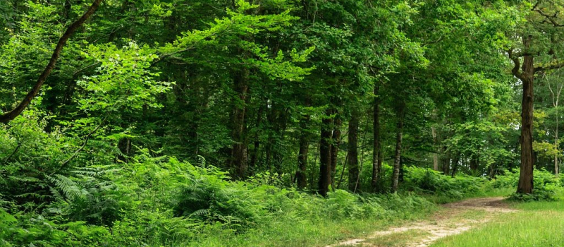 Le muguet du bois de Mazous : tradition et histoire