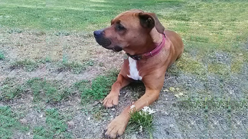 Lucky a été retrouvé