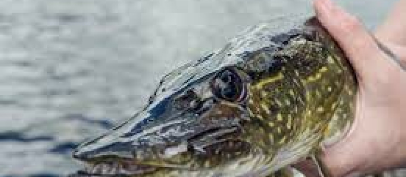 les pêcheurs privés du lac de l'Astarac