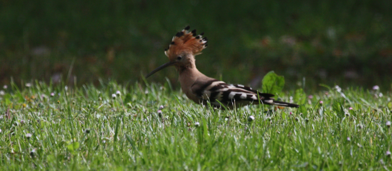 "Oupp-oupp-oupp ", me revoilou !