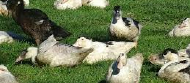 Grippe aviaire : Forte suspicion sur un élevage d'Eauze