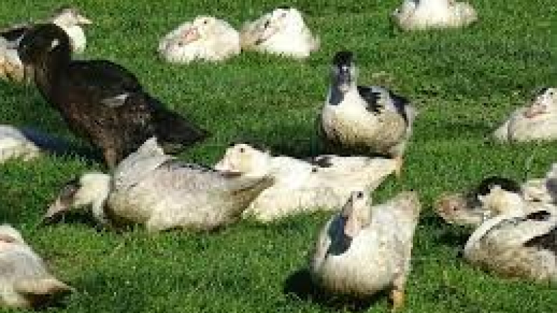 Grippe aviaire : Forte suspicion sur un élevage d'Eauze