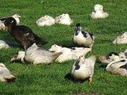 elevage canards libres.jpg