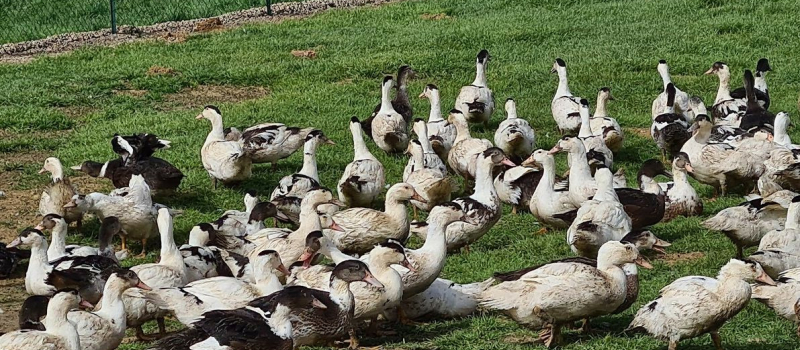 Grippe aviaire, le KO de la claustration !
