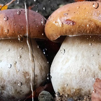 Des-champignons-sous-la-pluie.jpg