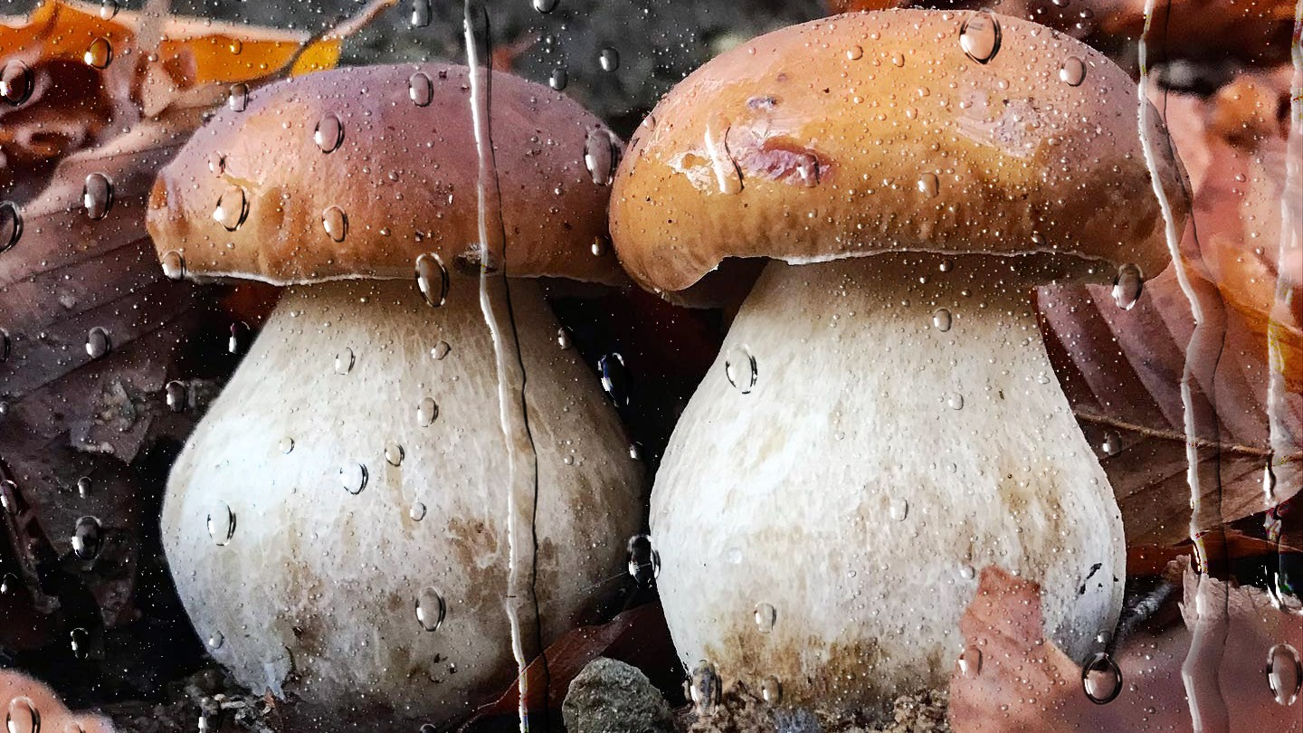 Des-champignons-sous-la-pluie.jpg