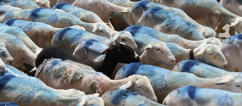 Transhumance, enfin l’estive.