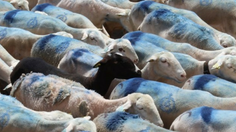 Transhumance, enfin l’estive.