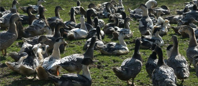 Influenza aviaire l'épidémie s'étend rapidement