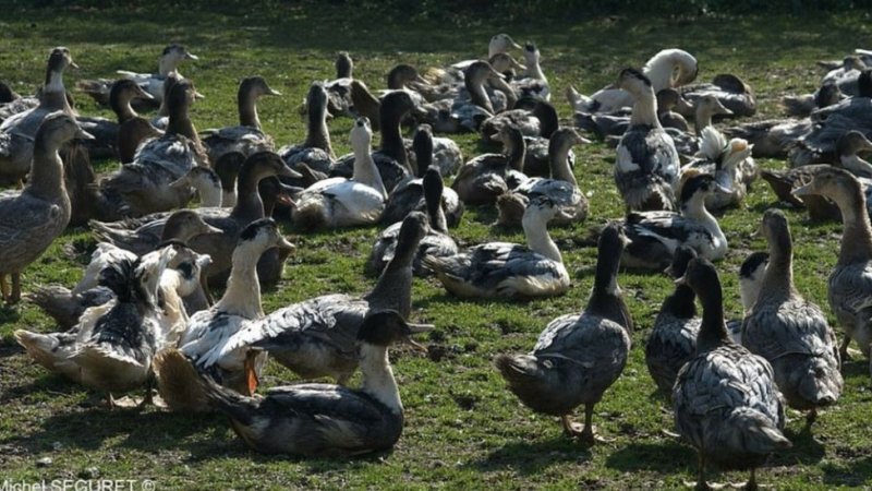 Influenza aviaire l'épidémie s'étend rapidement