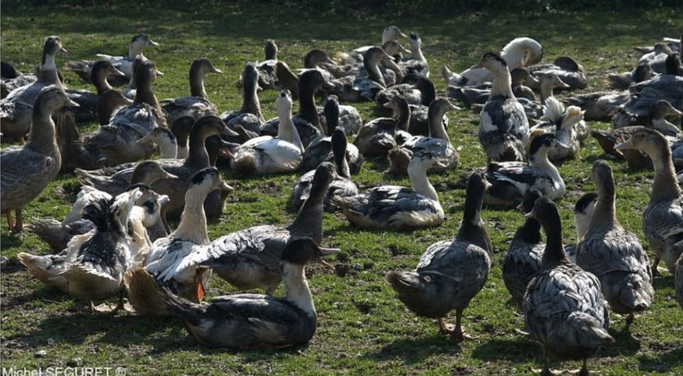 canards elevage liberté.JPG