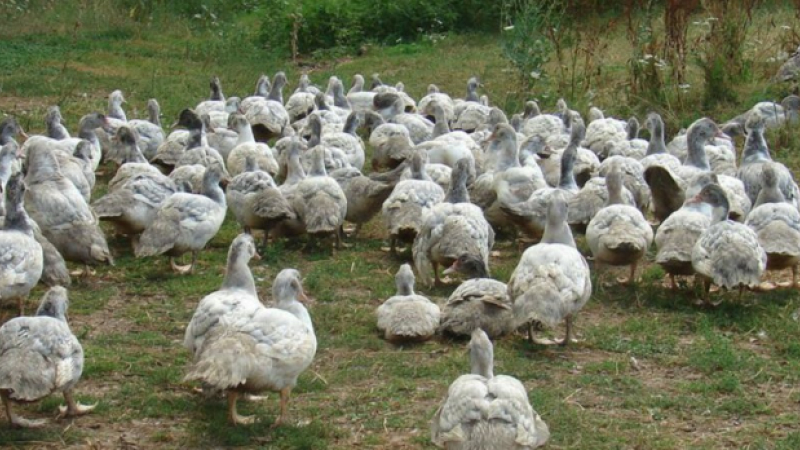 Grippe aviaire encore de nouveaux cas