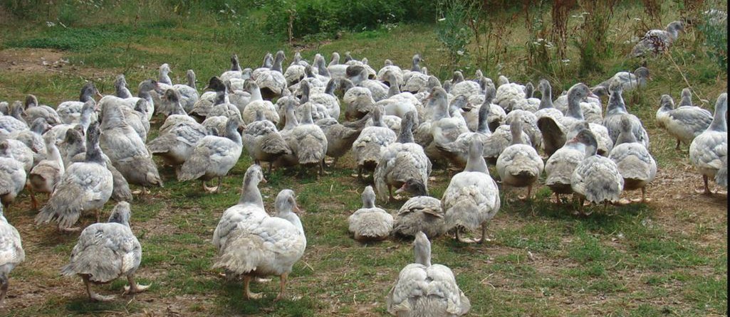 canards long.jpg