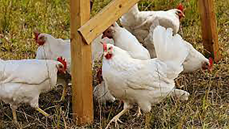 Influenza aviaire rien ne s'arrange sur le front