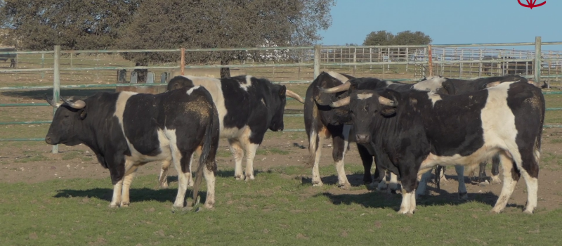 Feria taurine 2023 : "Des Toros-Toros  d'abord et des toreros qui veulent bien les combattre"