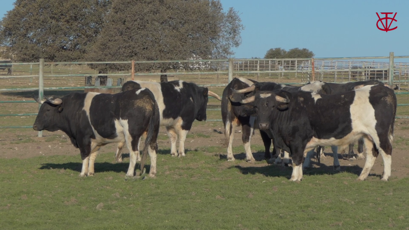 Feria taurine 2023 : "Des Toros-Toros  d'abord et des toreros qui veulent bien les combattre"