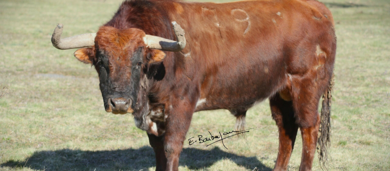 Feria del Toro 2023 : retour des Baltasar Iban le dimanche soir