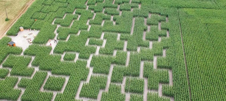 Labyrinthe de maïs.jpg
