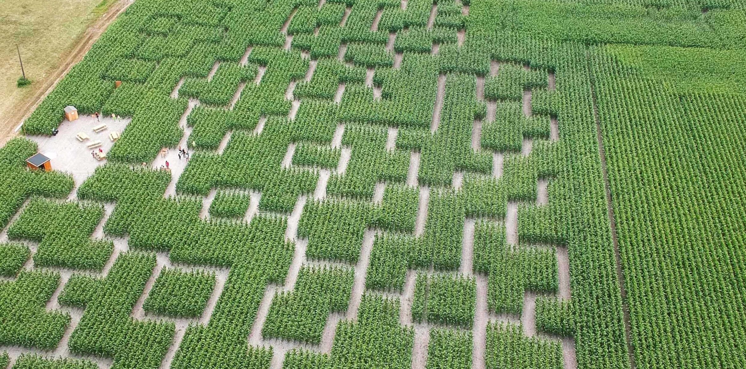 Labyrinthe de maïs.jpg