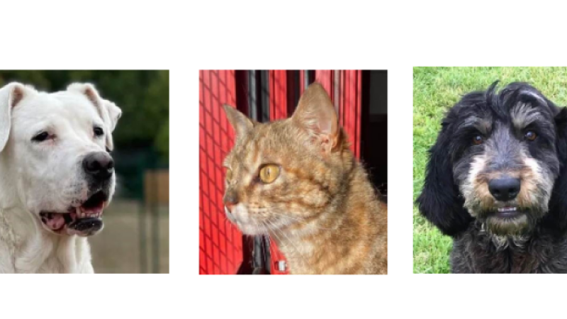 Kalaya, Lalou et Bobby vous attendent !