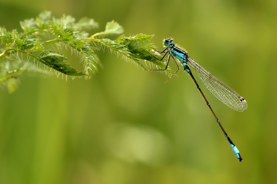 006.PHOTO-Arthropodes_Pixabay.jpg