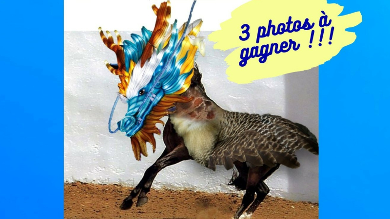 Les animaux, imaginaire et réalité.