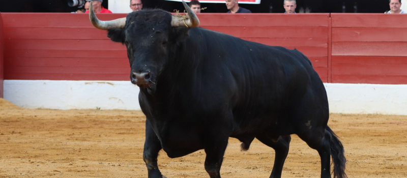 Feria del toro 2023 : retour sur la journée de samedi par le président du Club Taurin Vicois, André Cabannes
